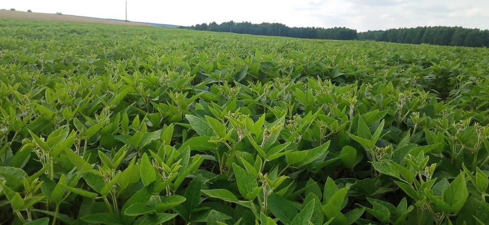 Sprzedam ziarno soi, soja