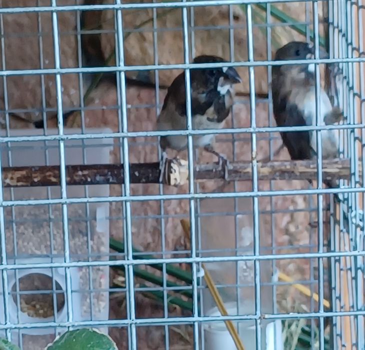 Bengalins  deste ano  são 4