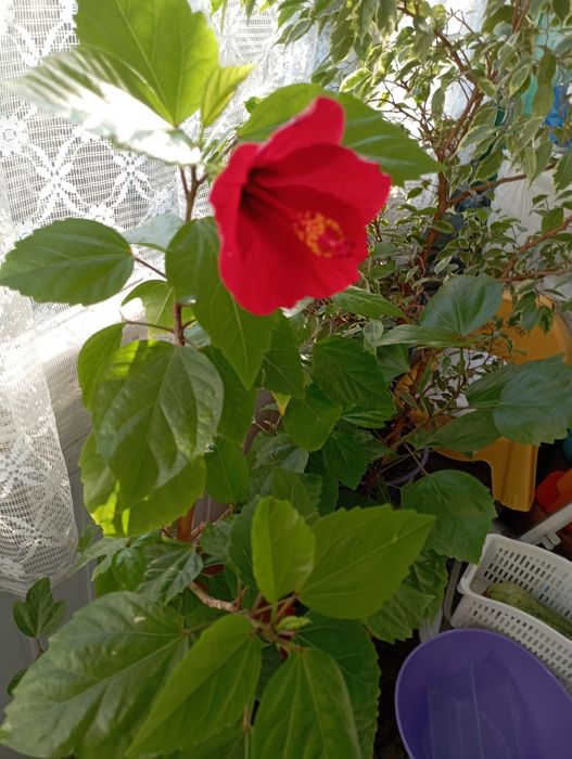 Продам китайську троянду