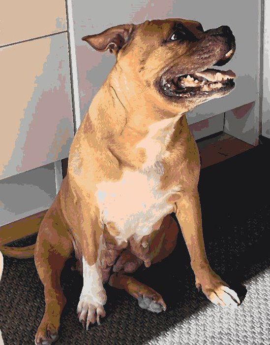 Картина за номерами, Картини по номерах за власним фото