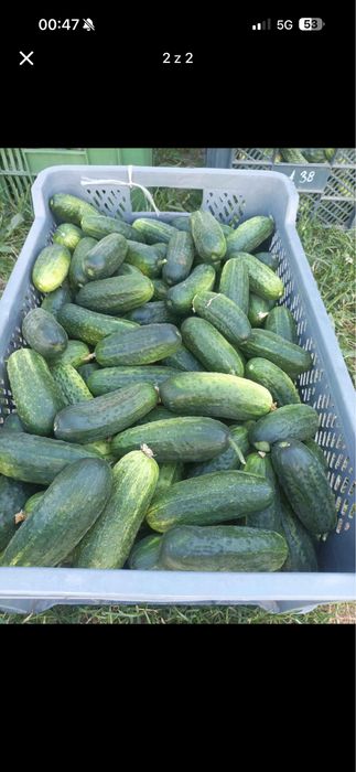 Ogórek gruntowy duży 10kg 20kg średni