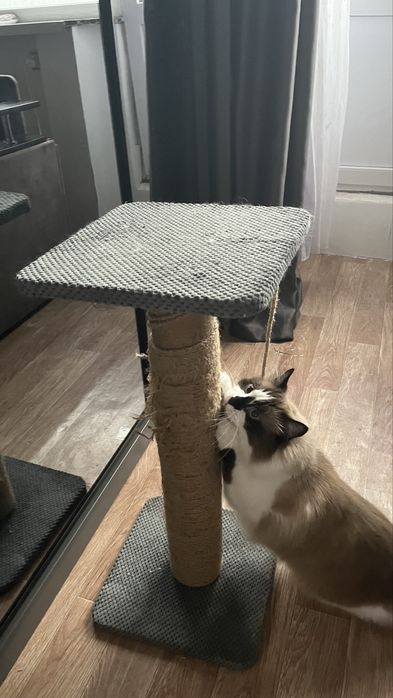 Когтеточка для котиков