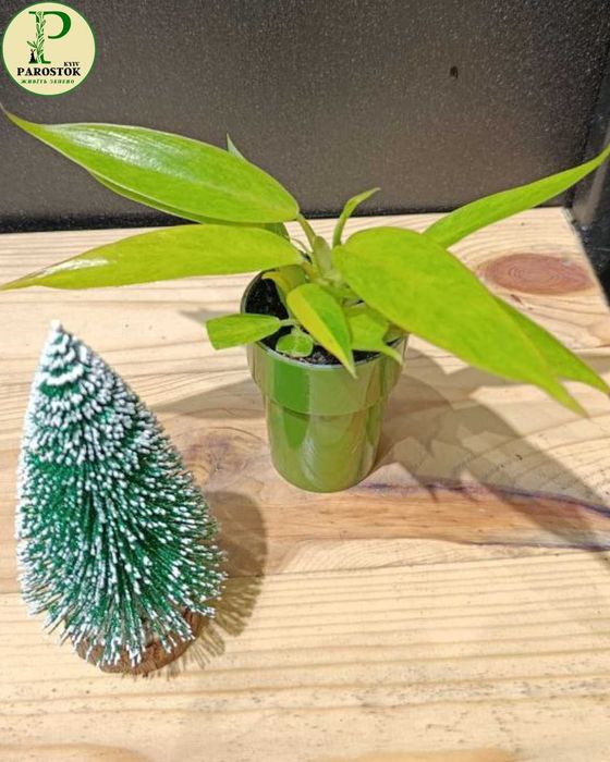 Філодендрон. Вайт Принцес. Біркін Вайт Меже. Пейнтед Леді.