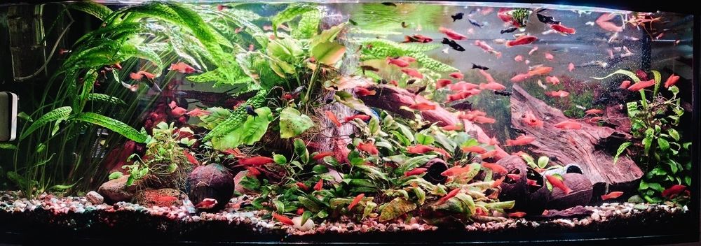 Mieczyk mieczyki samce