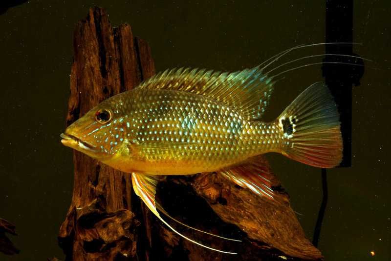 Satanoperca daemon - Ziemiojad - ODŁÓW - WF - dowozimy, wysyłamy