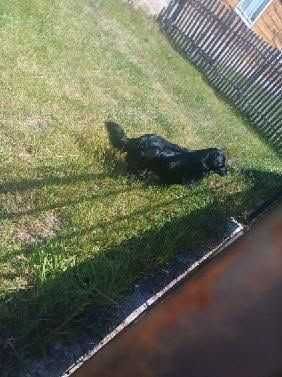 Oddam psa w dobre ręce