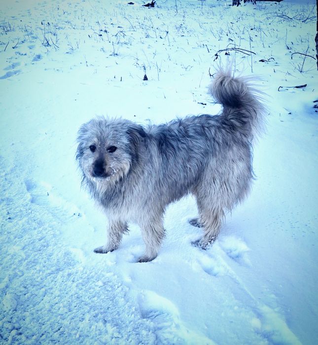 Микита шукає дім