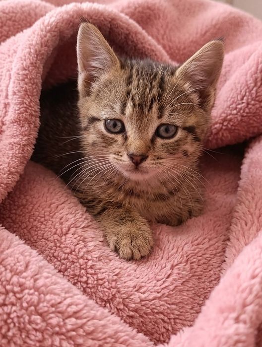 Gatinhos bebés para adoção responsável