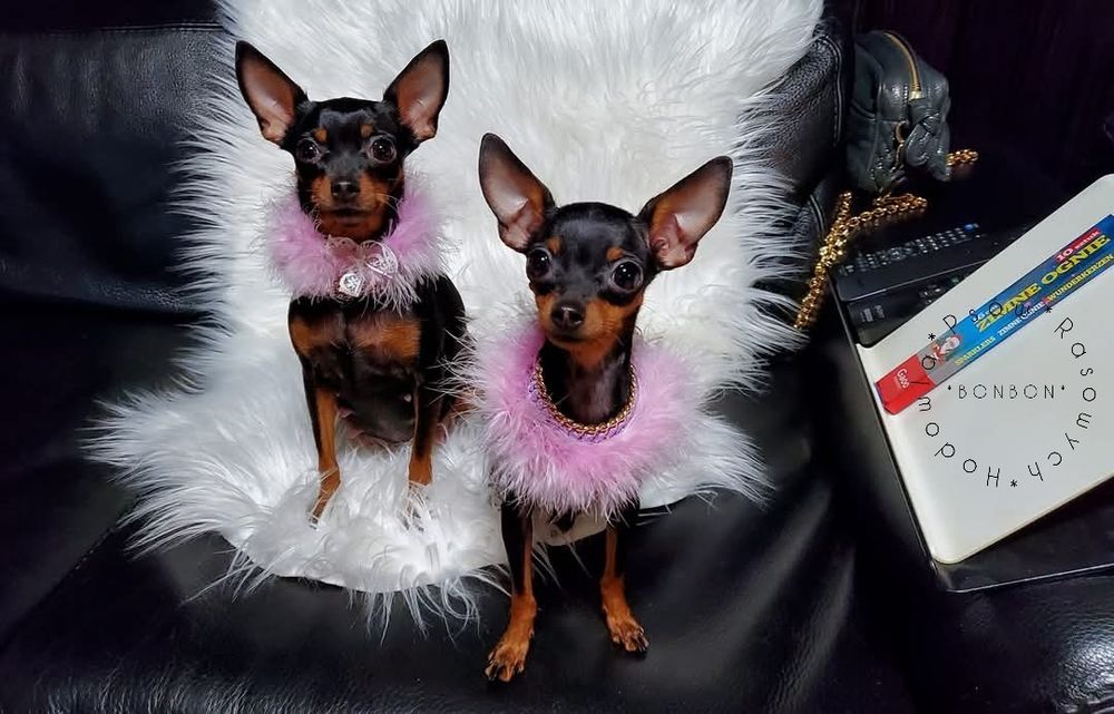 Praski Ratler * Prazsky Krysarik * Ratlerek (nie pinczer miniaturowy)