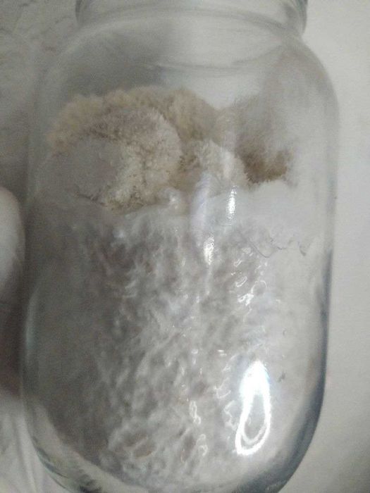 РАСПРОДАЖА‼️ Ежовик Гребенчатый 250 грамм