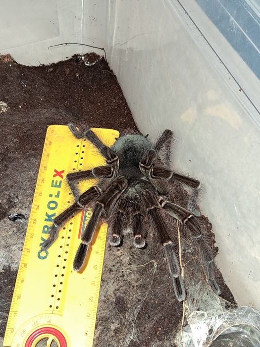 Theraphosa blondi dorosły samiec