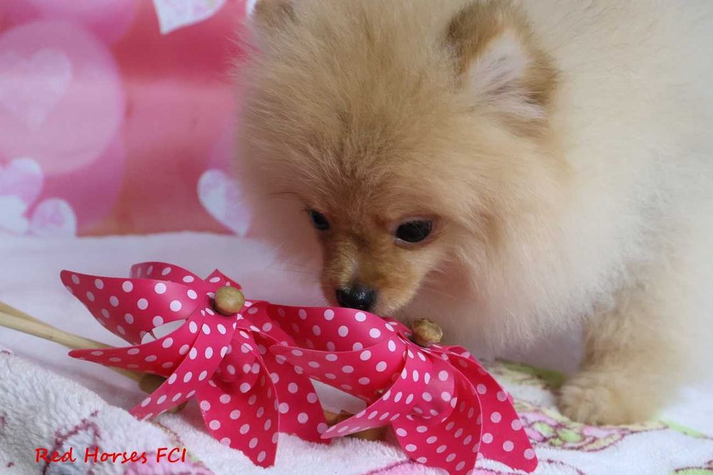 ***Szpic miniaturowy Pomeranian ***