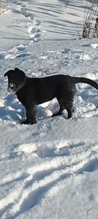 Щенок девочка ,привезем