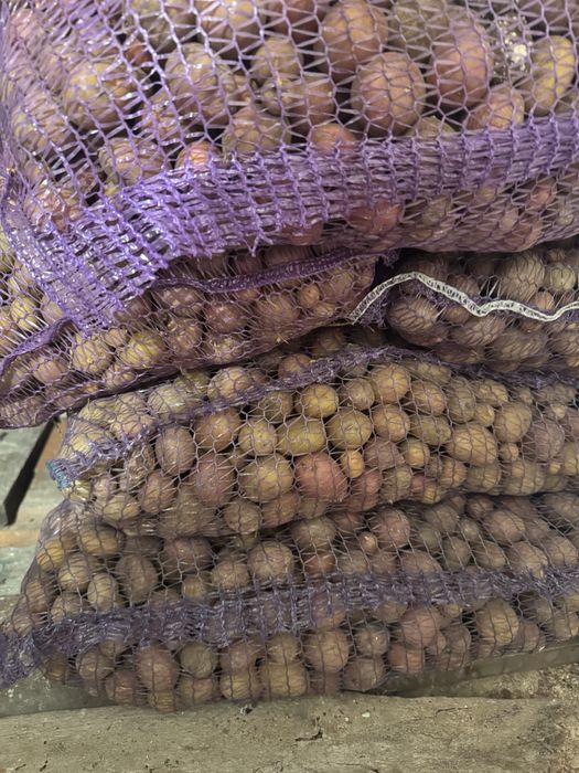 Продам дрібну картошку