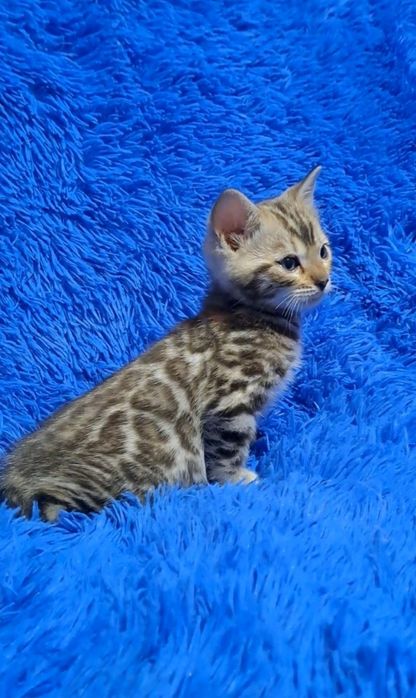 Бенгальский кот кошка