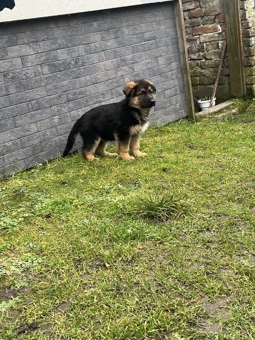 Цуценята німецької вівчарки