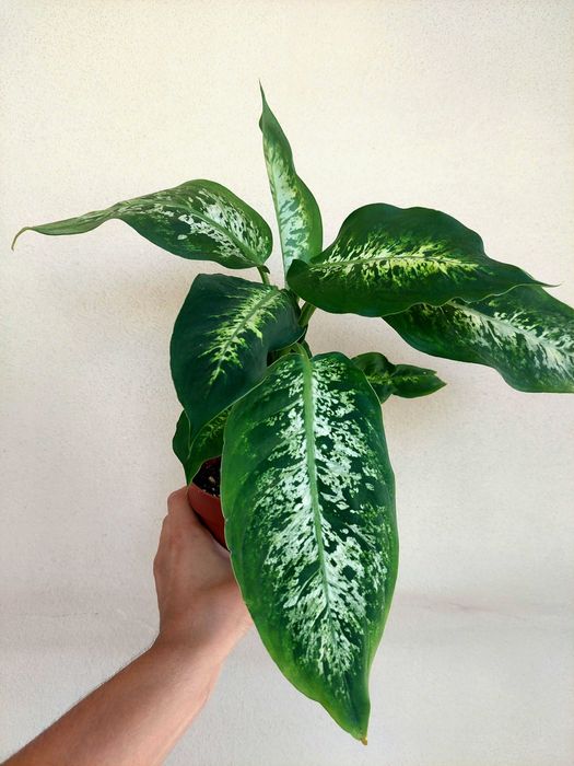 [Planta] Dieffenbachia 'Compacta'