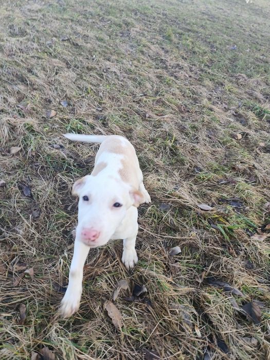 Psy do oddania za darmo