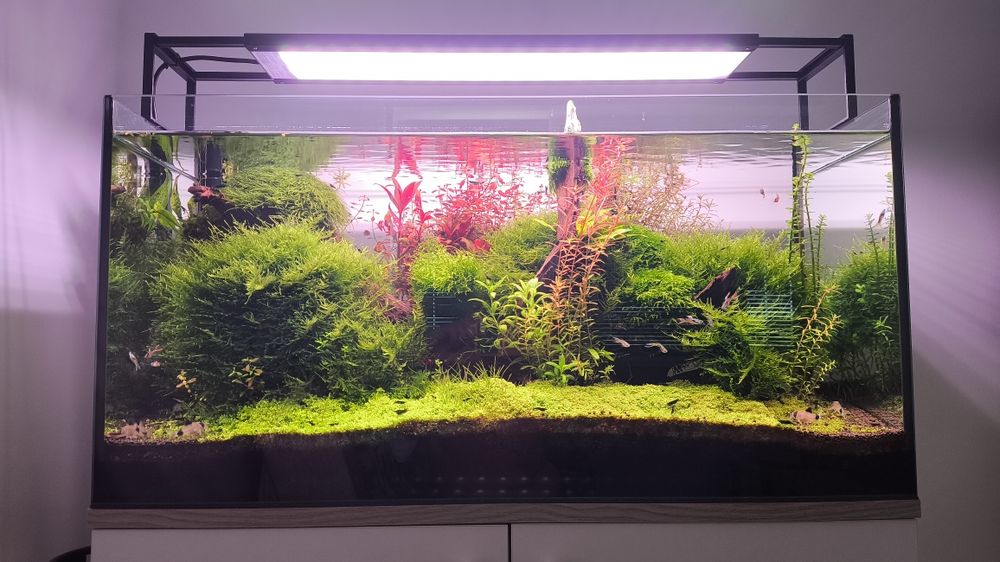 Mech Spiky Moss, duża porcja