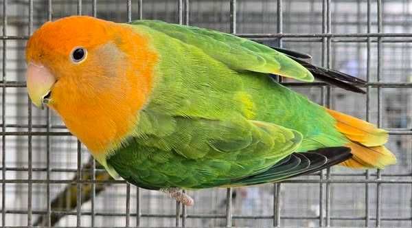 Nierozłączka czerwonoczelna młoda do oswojenia jak i dojrzałe na lęgi