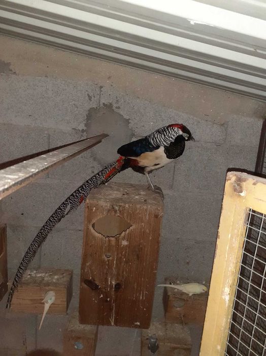 Faisões  2025 muito bonitos