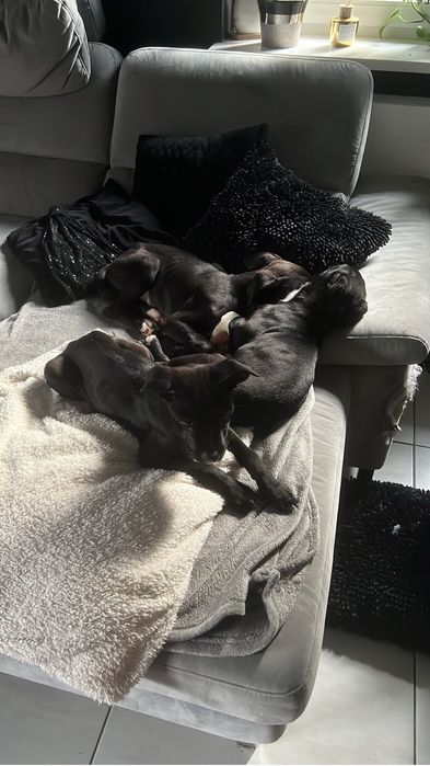 Oddam pieski w dobre ręce