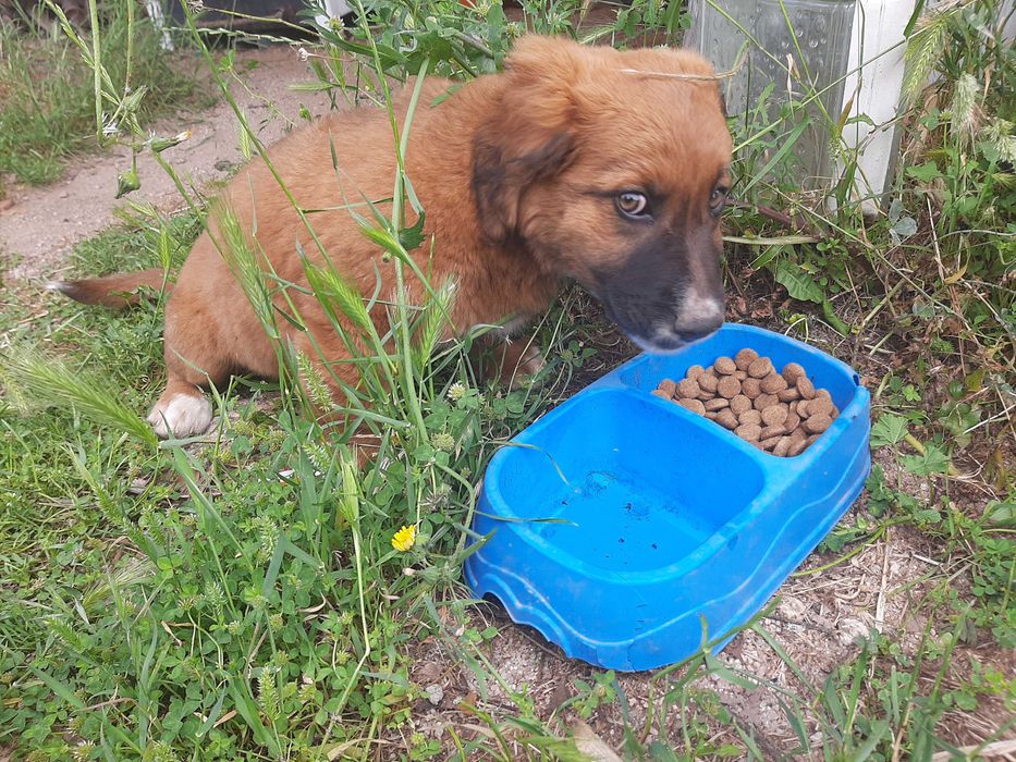 Cachoro femea de estimação