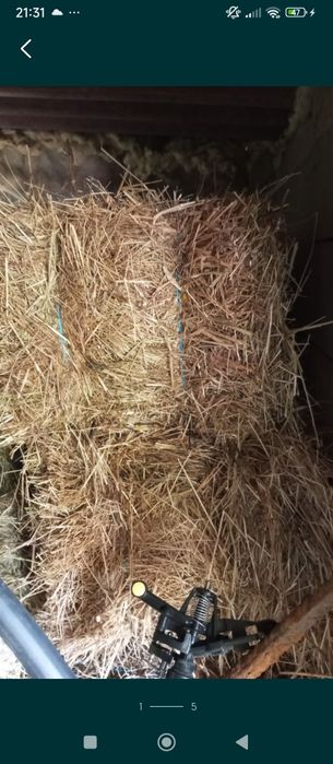 Alimento para animais