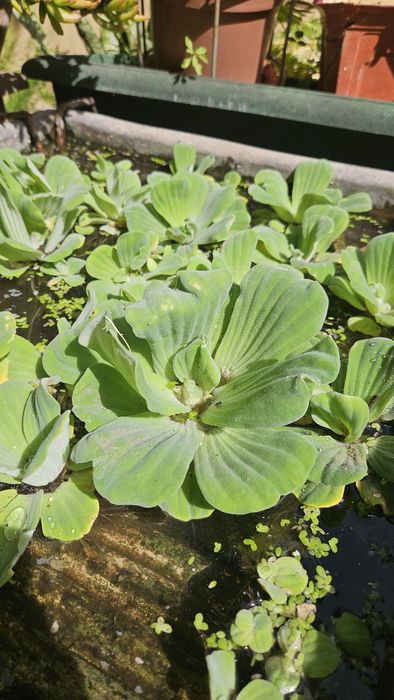 10 plantas de superficie (aquario/lago)