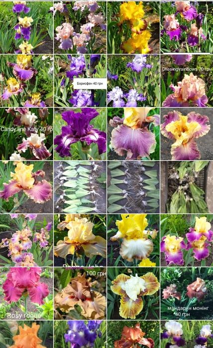 Ірис високий бородатий,  ірис карликовий, набір ірисів, садова квітк
