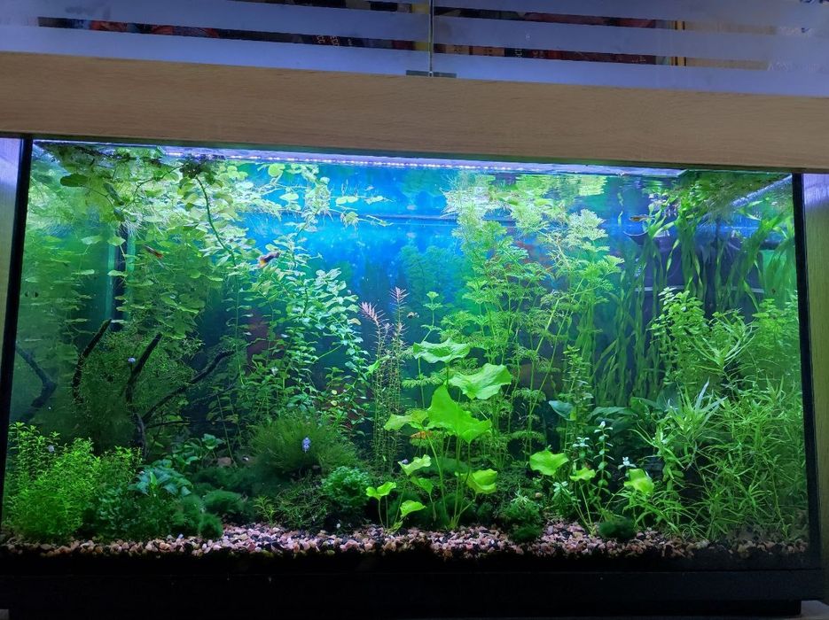 Акваріумні рослини