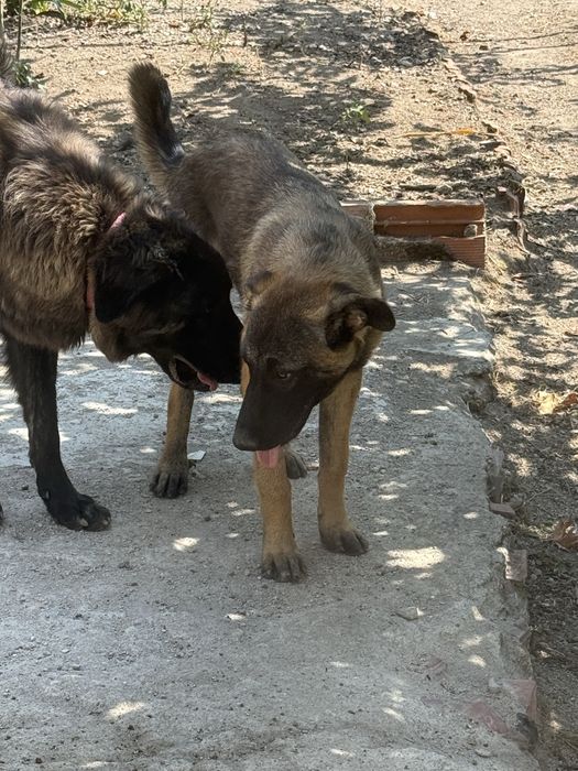 Cadela meia pastor belga malinois e serra de estrela