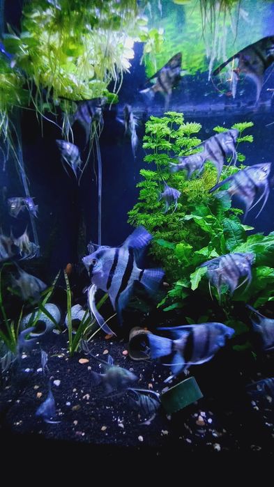 Escalares pinoy azuis