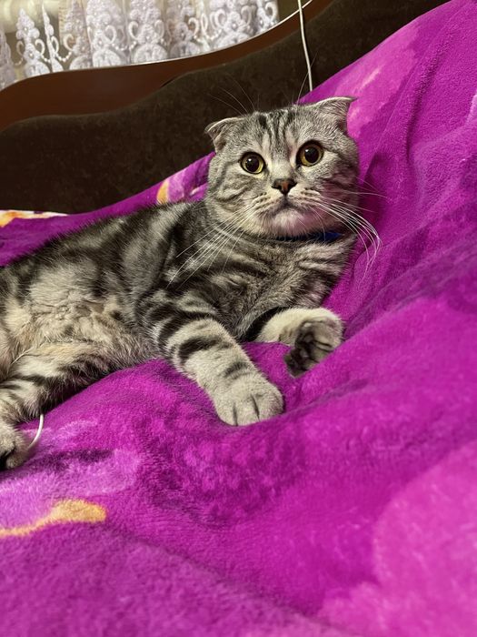 Шотландский вислоухий кот ( Вязка)