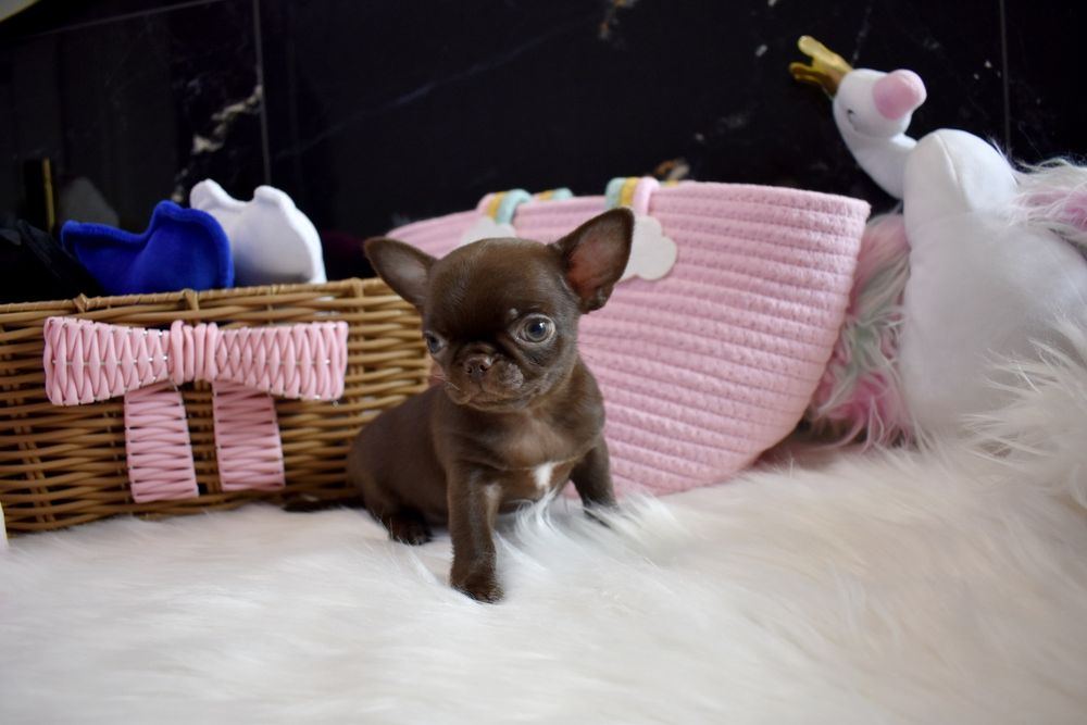 !!ZAREZERWOWANA!!Chihuahua XXS czekoladowa sunia