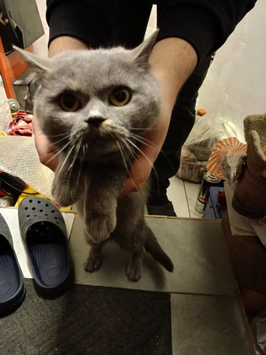 Знайдено кішку британської породи.