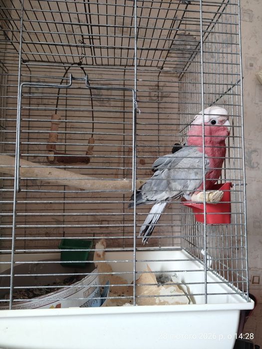 Клітки для папуг какаду