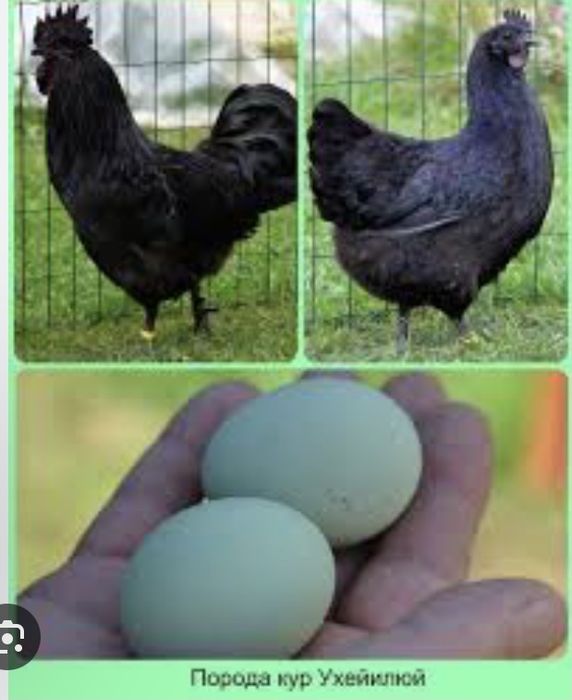 Ухейилюй инкубационные яйца