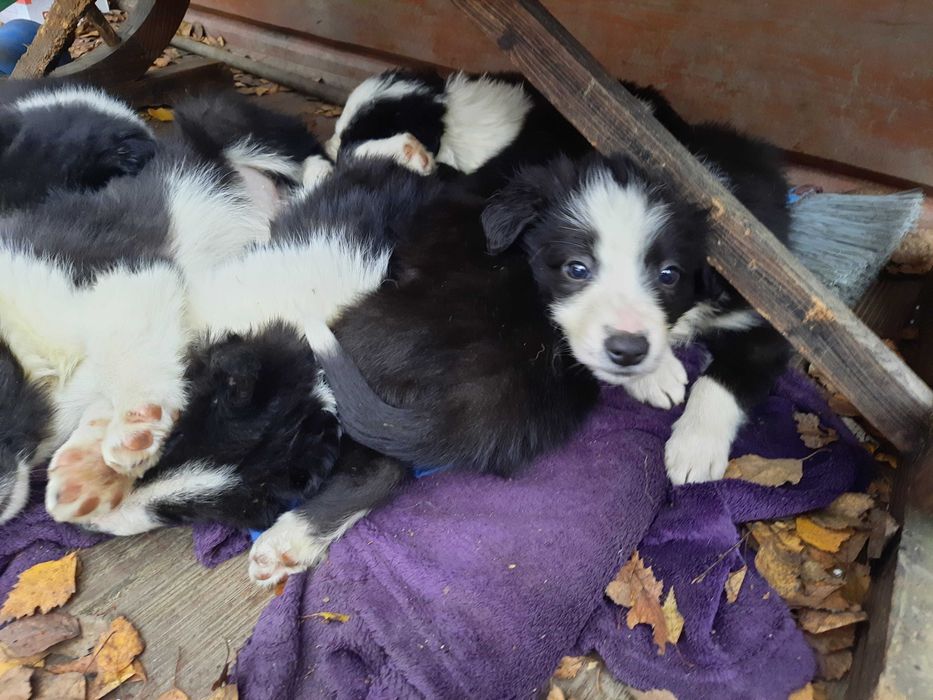 Border collie z gospodarstwa