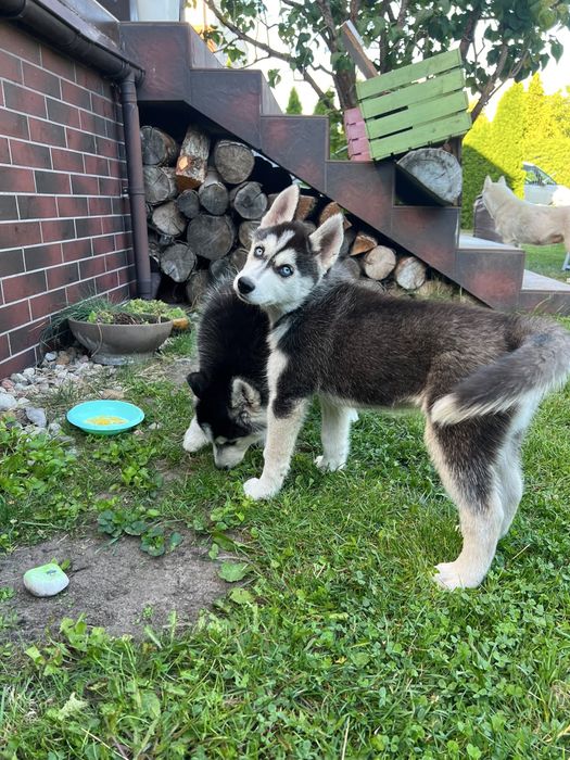 Siberian Husky - szczeniaki