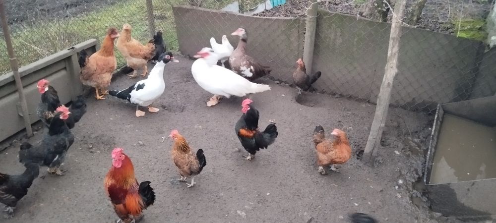 Декоративні кури. Бентамки. Півники