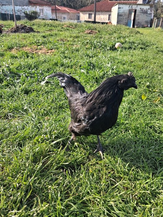 Aves Ayam cemani