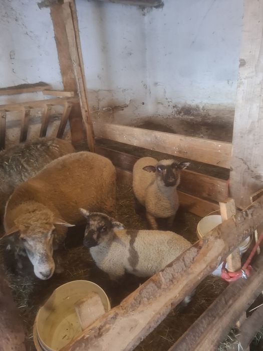 Owce z  jagnieta  miesne Tryki