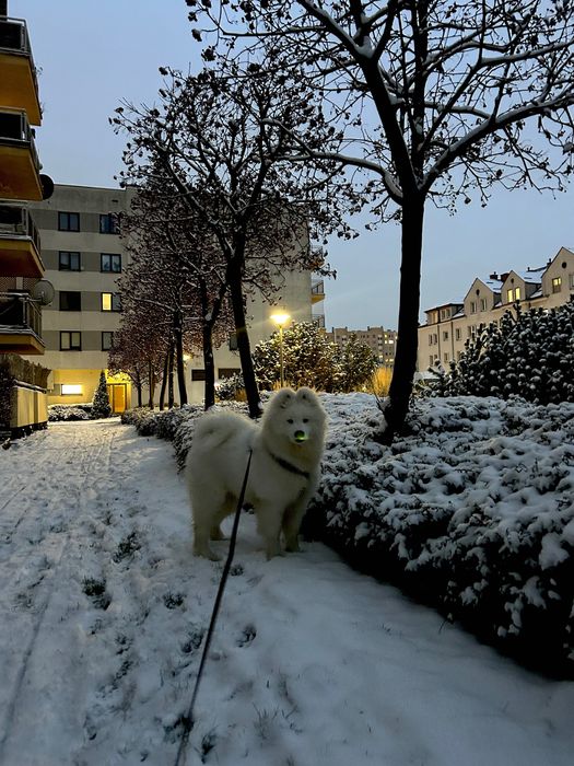 Młody pies do oddania