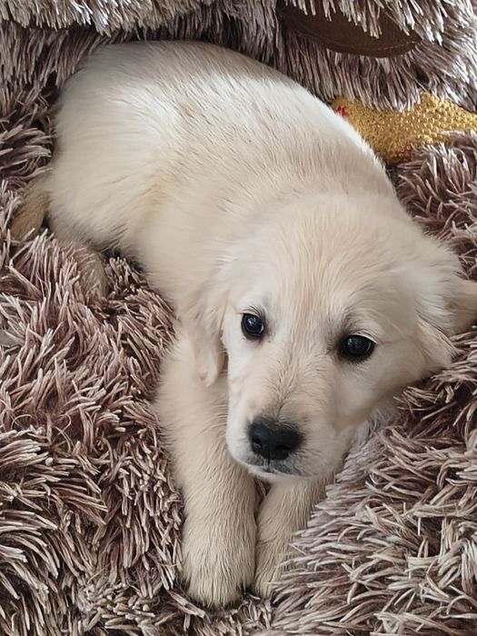 Golden Retriever szczeniak