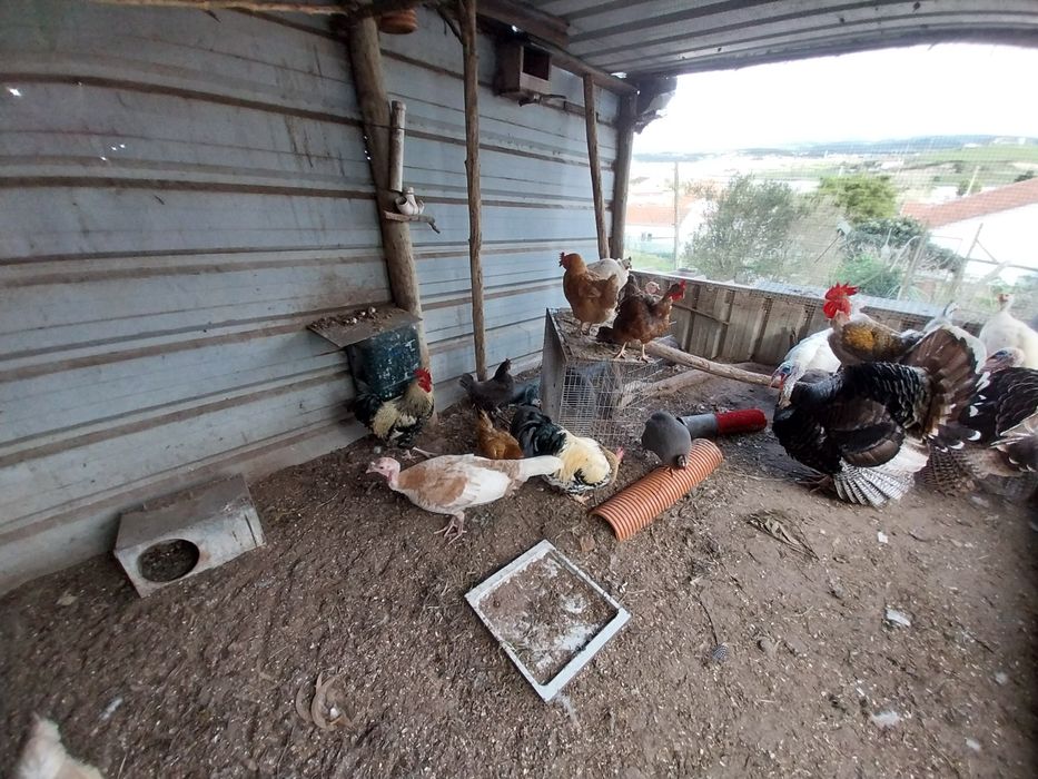 Peruas adultas para venda