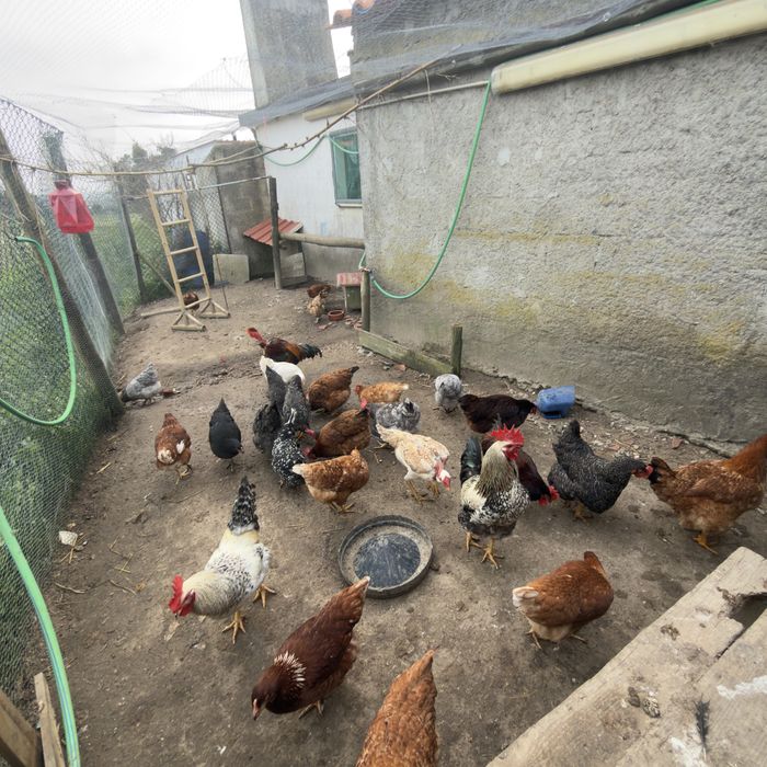 Ovos Caseiros Frescos