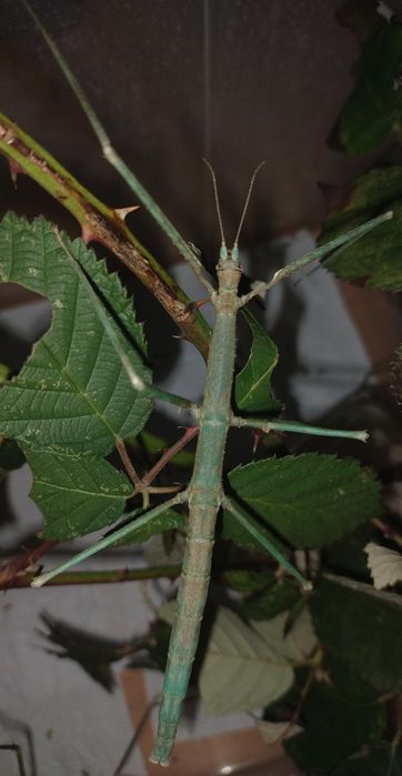 Patyczaki Rogate BLUE (Medauroidea extradentata)