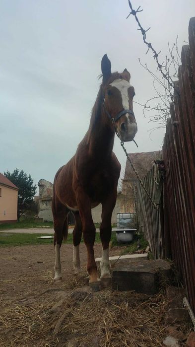 Wałach śląski roczny