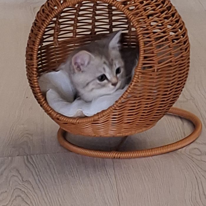 Kocurki brytyjskie odbiór walentynki